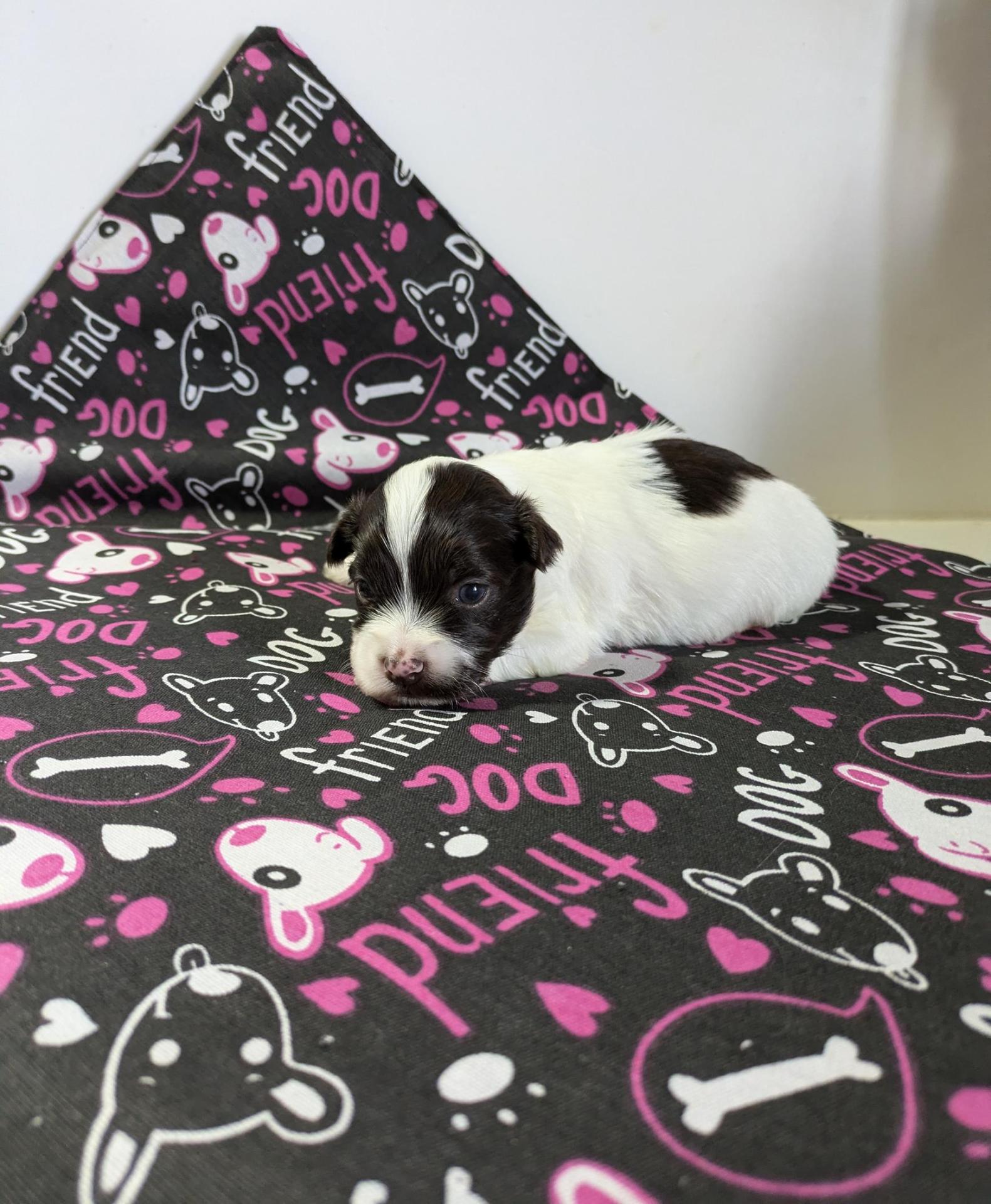 Pxl 20250128 084646216 2 copy